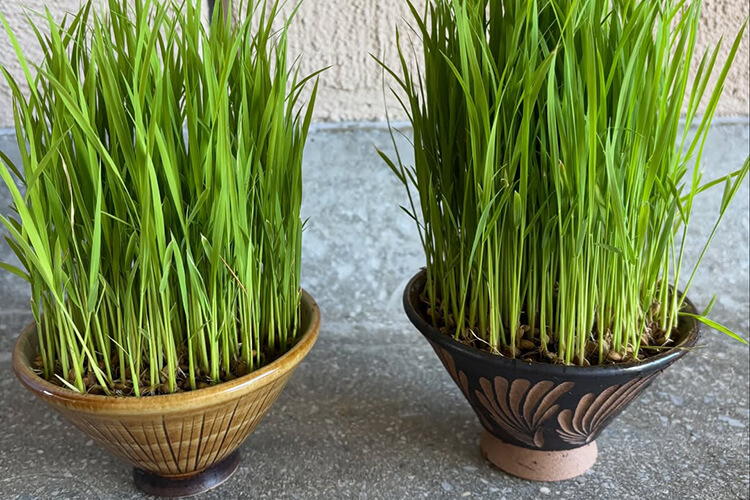 過去開催のマルシェ 250920フォト07