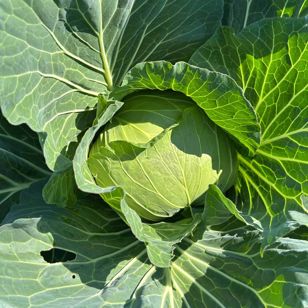 小橋川ファーム沖縄